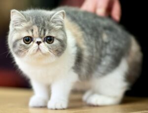 Линька у кошек. Как подготовиться и что делать?